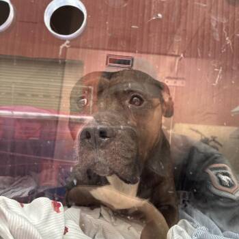 Rylo -  Mixed Breed Dog for Adoption in Philadelphia, Pennsylvania - Rylo | PetCurious