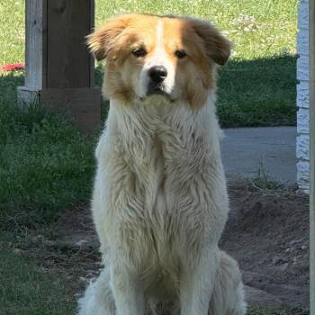 Australian Shepherd and Great Pyrenees Dogs Available for Adoption in Fort Collins, Colorado - Scout | PetCurious