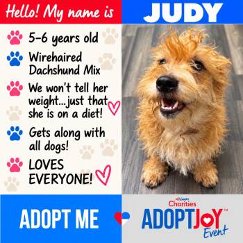 Judy -  Dachshund and Terrier Dog for Adoption in Social Circle, Georgia - Judy | PetCurious