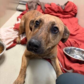 Rescue Mixed Breed Dogs for Adoption in Flagstaff, Arizona - Race | PetCurious