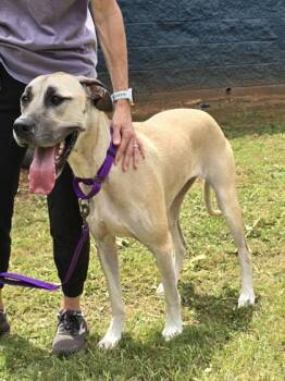 Lulu -  Great Dane Dog for Adoption in Watkinsville, Georgia - Lulu | PetCurious