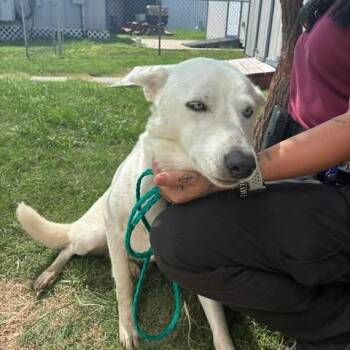 Ember 26-06-173 -  Husky and Shepherd Dog for Adoption in Bastrop, Texas - Ember 26-06-173 | PetCurious