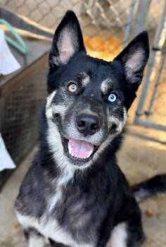 Mozart -  Siberian Husky Dog for Adoption in Chicago, Illinois - Mozart | PetCurious