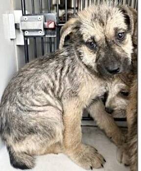 Labrador Retriever Dogs Available for Adoption - A651575 | PetCurious