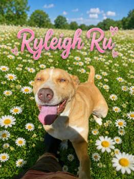 Labrador Retriever and Husky Dogs Available for Adoption in Zimmerman, Minnesota - Ryleigh | PetCurious