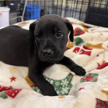Wanda -  Black Labrador Retriever and Mixed Breed Dog for Adoption in Muldrow, Oklahoma - Wanda | PetCurious