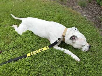 Lana (mcas) -  Pit Bull Terrier Dog for Adoption in Troutdale, Oregon - Lana (mcas) | PetCurious