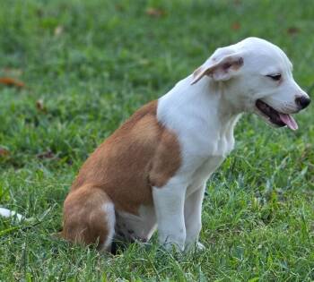 Turner -  Beagle and Australian Cattle Dog Blue Heeler Dog for Adoption in Morrilton, Arkansas - Turner | PetCurious