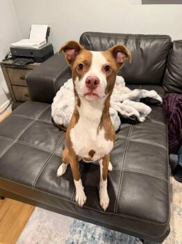 Terrier and Labrador Retriever Dogs Available for Adoption in Duluth, Minnesota - Nellie | PetCurious