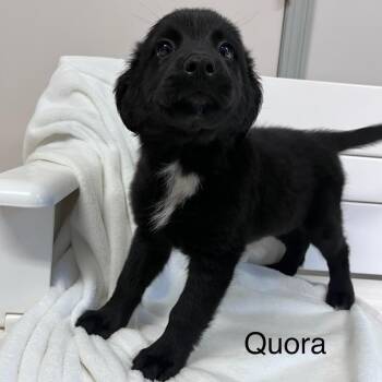 Quora -  Australian Shepherd and Belgian Shepherd Malinois Dog for Adoption in West Jefferson, Ohio - Quora | PetCurious