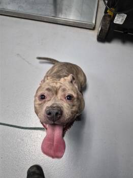 Pen 115 -  Pit Bull Terrier Dog for Adoption in Lawrenceville, Georgia - Pen 115 | PetCurious