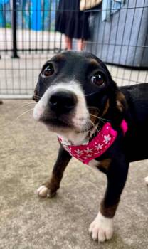 Janet Jackson -  Mountain Cur Dog for Adoption in Germantown, Ohio - Janet Jackson | PetCurious
