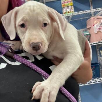 Sally -  Pit Bull Terrier Dog for Adoption in Indianapolis, Indiana - Sally | PetCurious