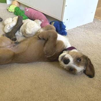 Sammy -  Mixed Breed Dog for Adoption in West Olive, Michigan - Sammy | PetCurious