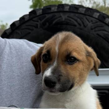 Mixed Breed Dogs Available for Adoption in Rockville, Maryland - Jenna | PetCurious