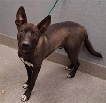 CHOPPER -  Belgian Shepherd Malinois and Mixed Breed Dog for Adoption in Las Vegas, Nevada - CHOPPER | PetCurious