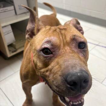Messi -  Pit Bull Terrier Dog for Adoption in Lufkin, Texas - Messi | PetCurious