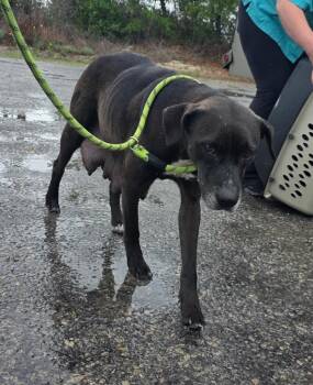 Pointer and Mixed Breed Dogs Available for Adoption in Rockport, Texas - Atlanta | PetCurious