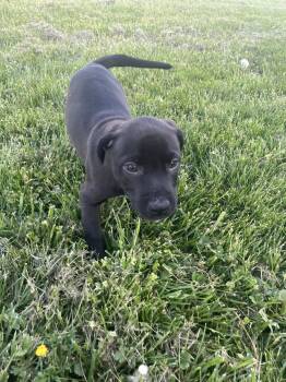 Pit Bull Terrier Dogs Available for Adoption in Salisbury, Maryland - Eight Ball | PetCurious