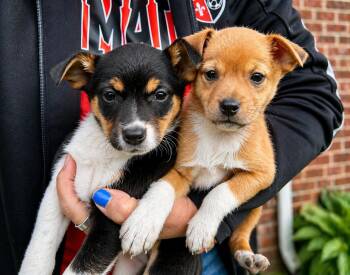 Jack Russell Terrier and Rat Terrier Dogs Available for Adoption in Armada, Michigan - Pinto Bean And His Brothers  | PetCurious