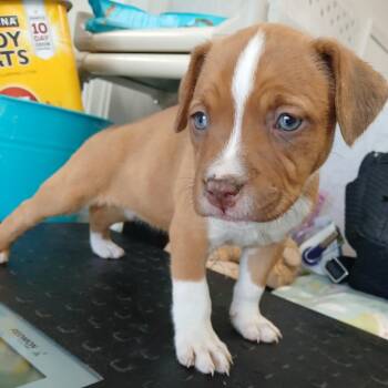 Whitney -  Terrier Dog Available for Adoption in Clarksdale, Mississippi - Whitney | PetCurious