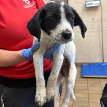 Terrier Dogs Available for Adoption in Birmingham, Alabama - Tod | PetCurious