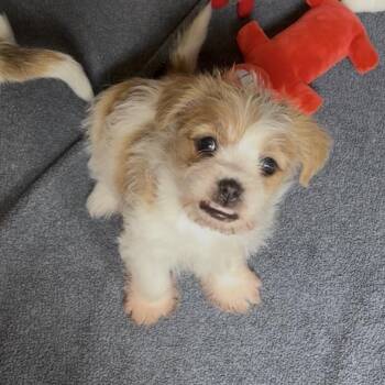 SANDY (2) - A Tiny, Fluffy Bundle of Joy -  Terrier Dog for Adoption in Houston, Texas - SANDY (2) - A Tiny, Fluffy Bundle Of Joy | PetCurious