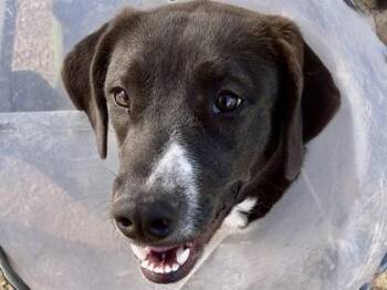 Rescue Mixed Breed Dogs for Adoption in Georgetown, Texas - Sofia | PetCurious