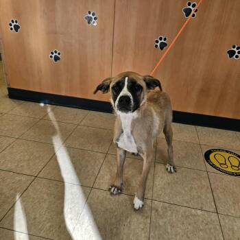 Rescue Mixed Breed Dogs for Adoption in Ludington, Michigan - Sasha | PetCurious