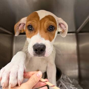 Mixed Breed Dogs Available for Adoption in Lakeland, Florida - Sepia | PetCurious