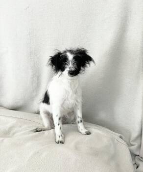 Cuddly Oreo -  Maltipoo and Pomeranian Dog for Adoption in Burlington, North Carolina - Cuddly Oreo | PetCurious