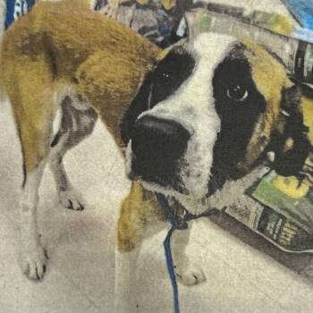 Bear -  Mixed Breed Dog for Adoption in Jupiter, Florida - Bear | PetCurious
