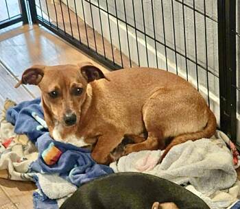 Dachshund Dogs Available for Adoption - Luke | PetCurious