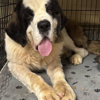 Cricket -  Saint Bernard Dog for Adoption in Fredericksburg, Virginia - Cricket | PetCurious