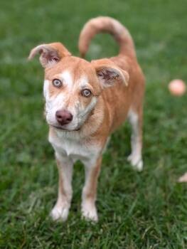 Jack -  Labrador Retriever Dog for Adoption in Grand Rapids, Michigan - Jack | PetCurious