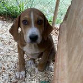 Birdie -  Catahoula Leopard Dog and Mixed Breed Dog for Adoption in Parrish, Alabama - Birdie | PetCurious