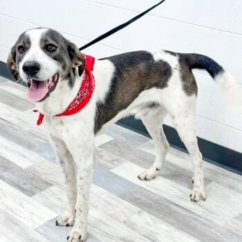 Hound Dogs Available for Adoption in Lufkin, Texas - Padfoot | PetCurious