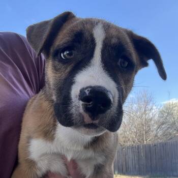 Bulldog Dogs Available for Adoption in Calera, Alabama - Bailey | PetCurious