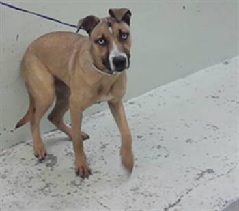 Staffordshire Bull Terrier and Mixed Breed Dogs Available for Adoption in Houston, Texas - MONSOON | PetCurious