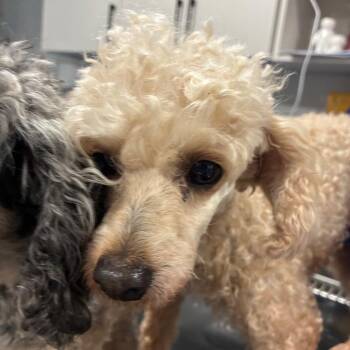 Selah -  Poodle Dog for Adoption in Northbrook, Illinois - Selah | PetCurious