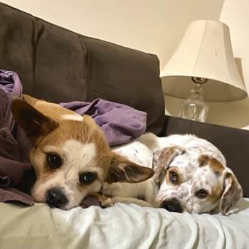 Beagle Dogs Available for Adoption - Chip | PetCurious