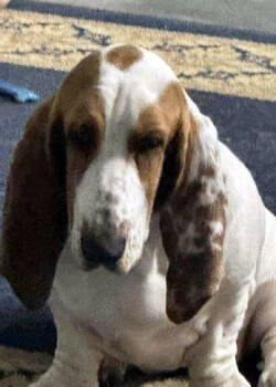 Rescue Basset Hound Dogs for Adoption in Hamilton, New Jersey - IVY | PetCurious