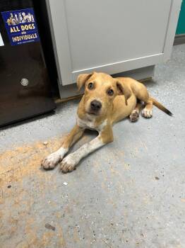 Zazu -  Coonhound and Australian Cattle Dog Blue Heeler Dog for Adoption in Rockport, Texas - Zazu | PetCurious