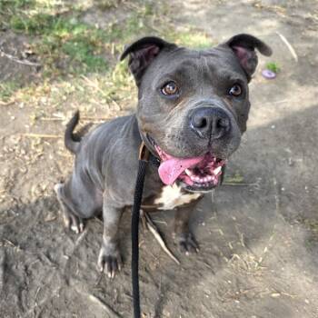 Rescue Staffordshire Bull Terrier and Mixed Breed Dogs for Adoption in Long Beach, California - POOKIE | PetCurious