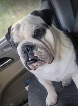 Rescue English Bulldog Dogs for Adoption in Austin, Texas - Hoagie | PetCurious