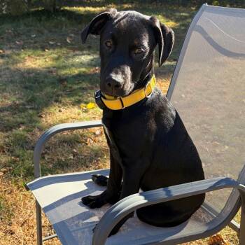Sunny Success - Local Pup -  Australian Cattle Dog Blue Heeler and Black Labrador Retriever Dog for Adoption in Andover, Massachusetts - Sunny Success - Local Pup | PetCurious