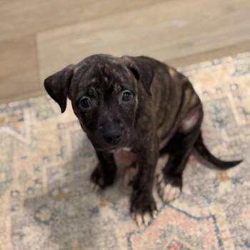 Rolo -  Mixed Breed Dog for Adoption in Durham, North Carolina - Rolo | PetCurious