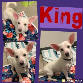 Chihuahua Dogs Available for Adoption - King | PetCurious