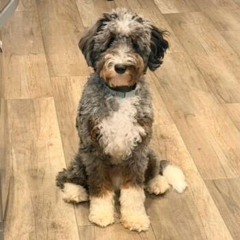 Mixed Breed Dogs Available for Adoption in Allentown, Pennsylvania - Tucker | PetCurious