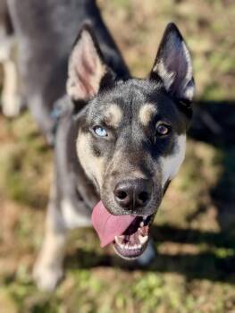 Rescue Husky Dogs for Adoption in Portland, Oregon - Jesse | PetCurious